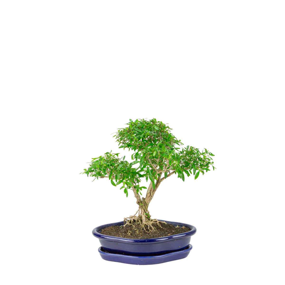 Serissa foetida (Boom van Duizend Sterren) Bonsai in blauwe lotus pot, hoogte ~29cm
