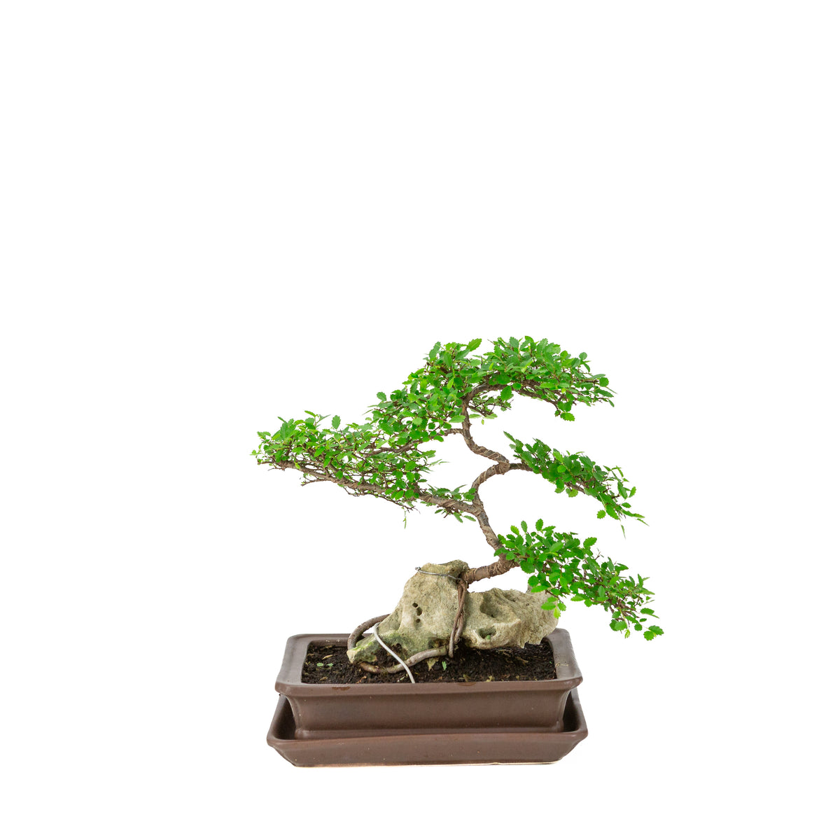 Zelkova serrata Bonsai met steen in bruine rechthoekige pot, hoogte ~26cm