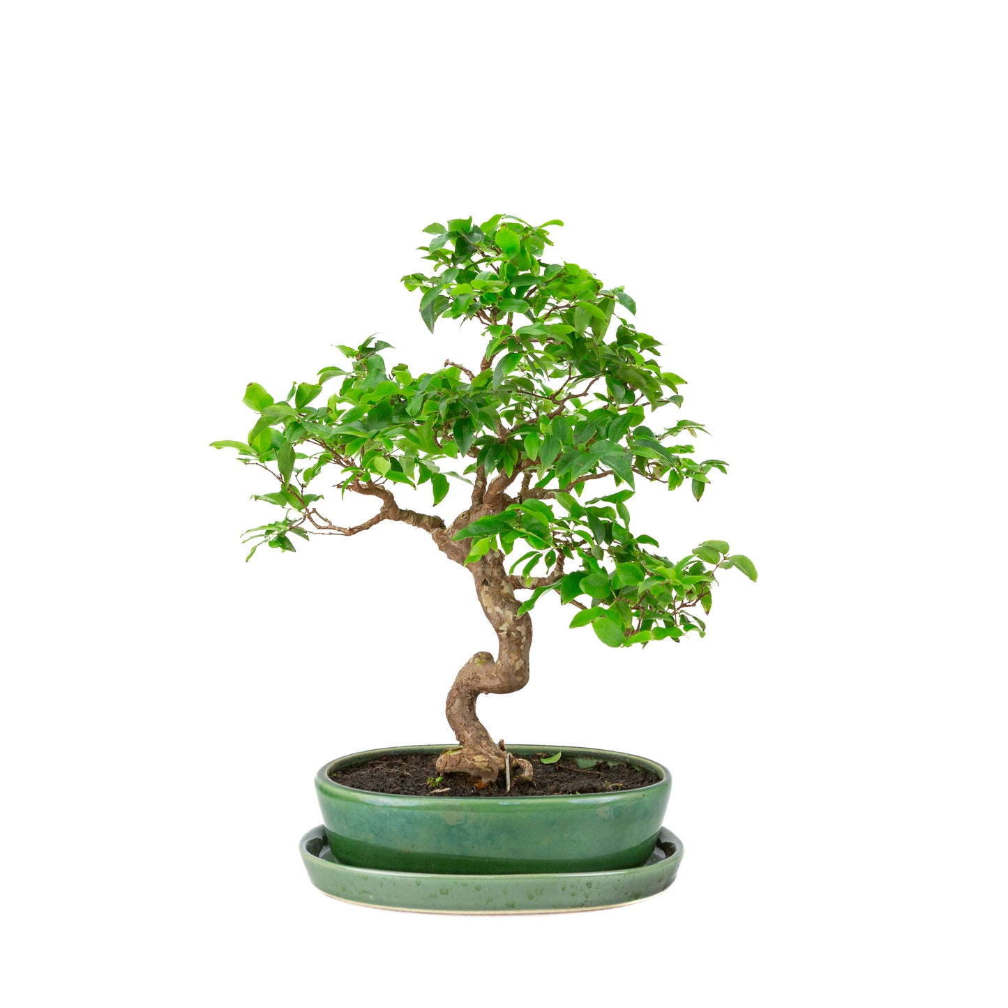 Syzigium Bonsai in groene ovale pot, hoogte ~39cm