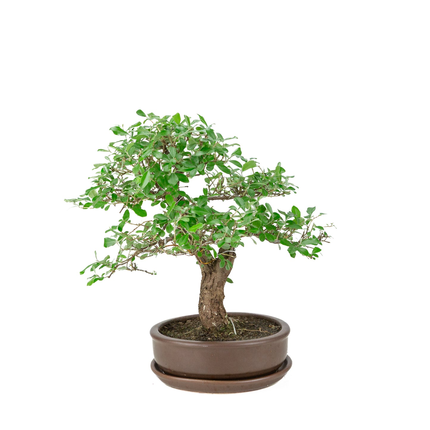 Elaeagnus pungens (Stekelige olijfwilg) bruine ronde pot, hoogte ~ 37cm