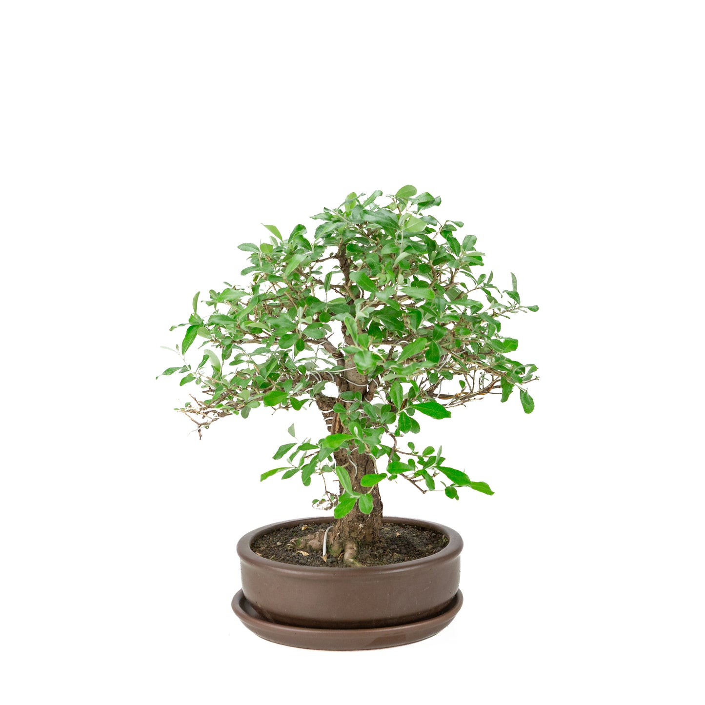 Elaeagnus pungens (Stekelige olijfwilg) bruine ronde pot, hoogte ~ 37cm