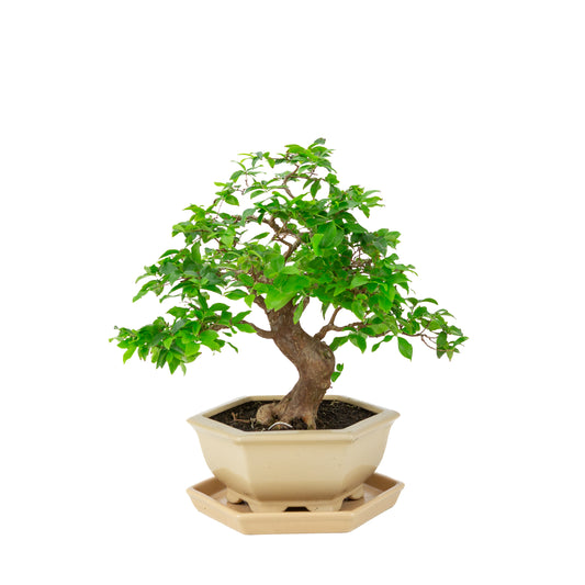 Syzigium caulifora (Javaanse jambu) Bonsai in crème zeshoekige pot, hoogte ~37cm
