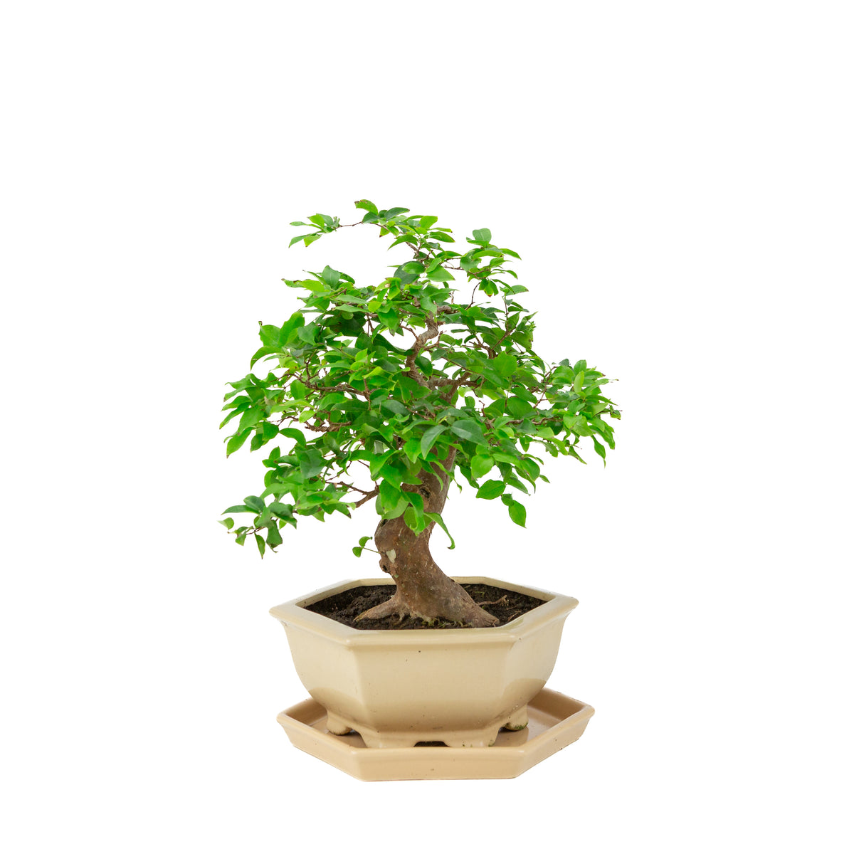 Syzigium caulifora (Javaanse jambu) Bonsai in crème zeshoekige pot, hoogte ~37cm