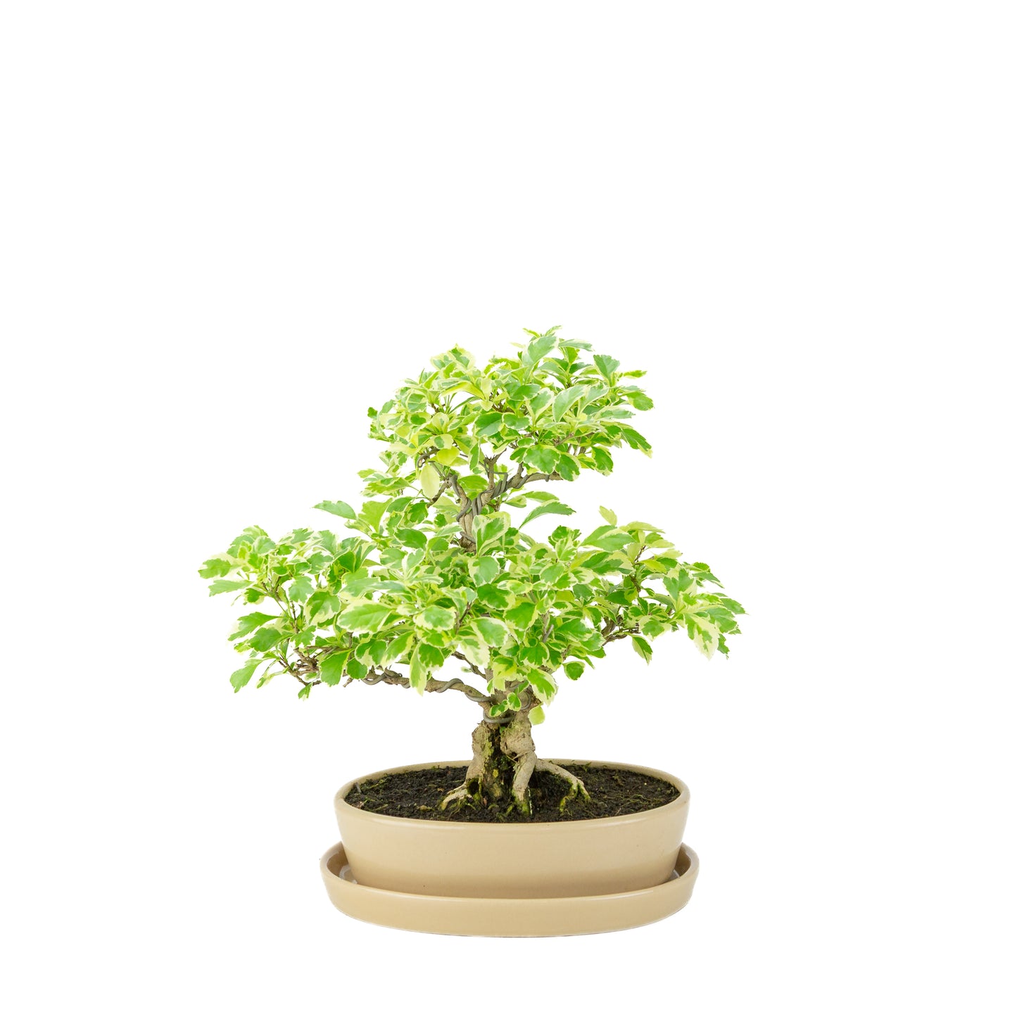 Durantha repens 'Variegata' Bonsai in crème ovale pot 21cm, hoogte ~33cm