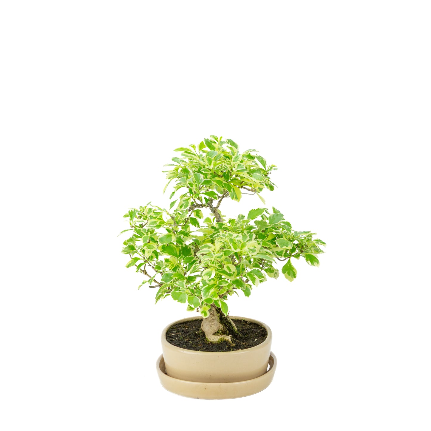 Durantha repens 'Variegata' Bonsai in crème ovale pot 21cm, hoogte ~33cm