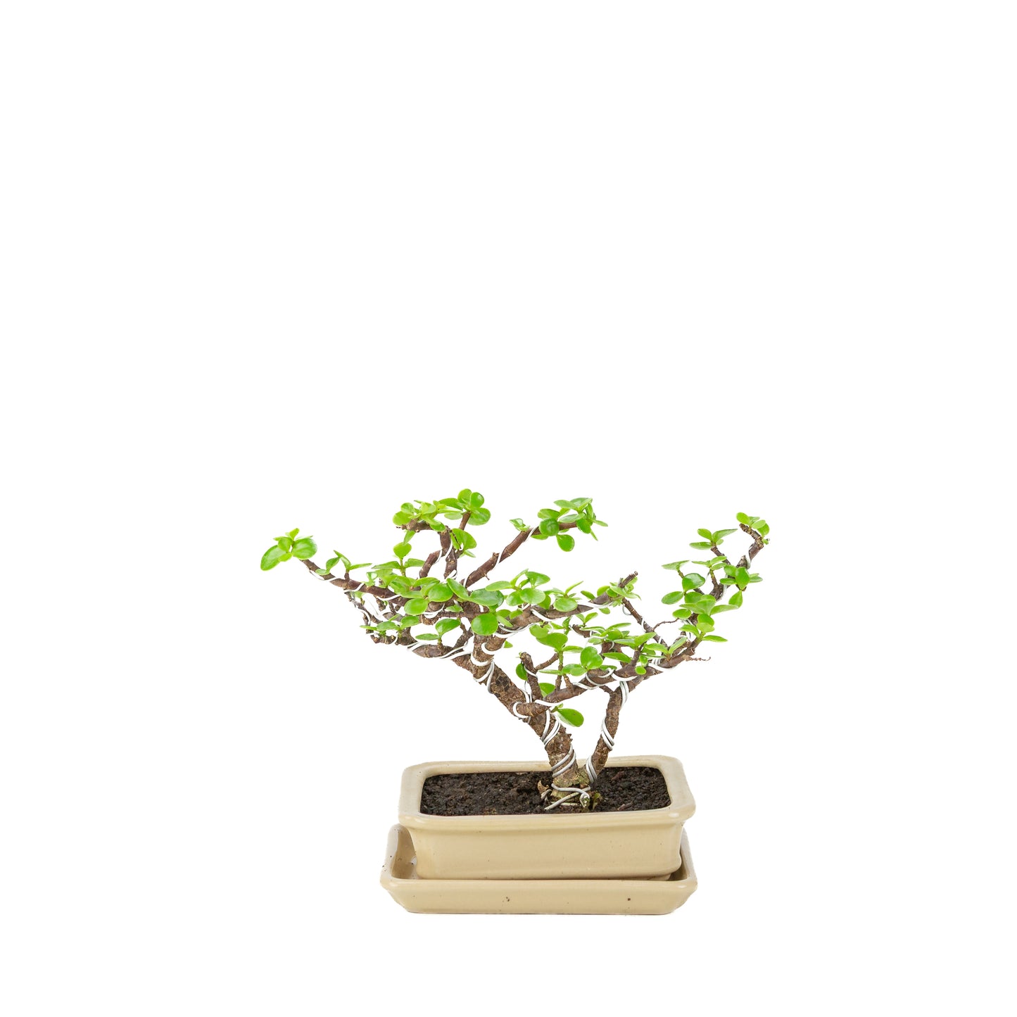 Portulacaria afra (Spekboom) Bonsai in crème rechthoekige pot, hoogte ~22cm