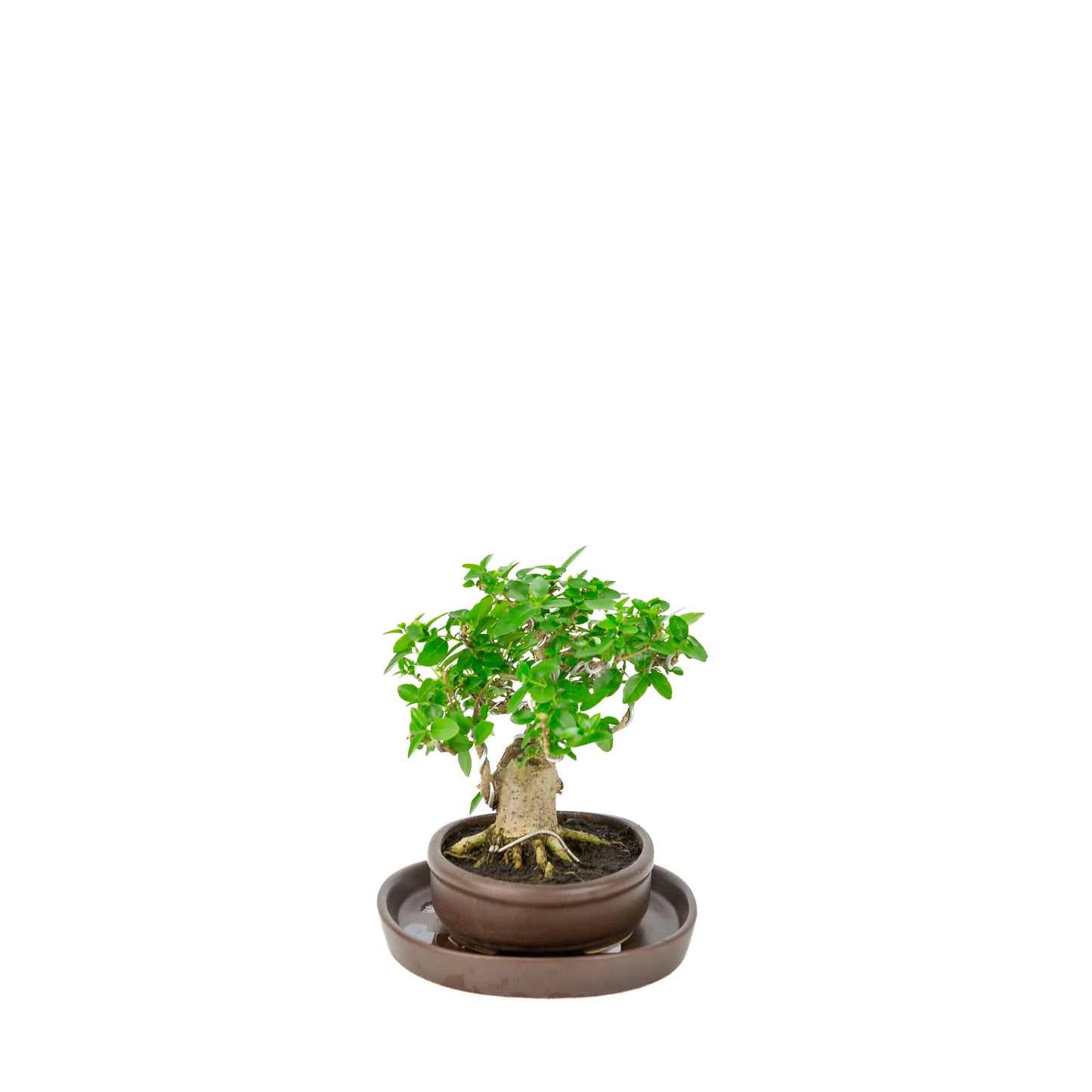 Premna microphylla (musk maple) bruine ovale pot, hoogte ~20cm
