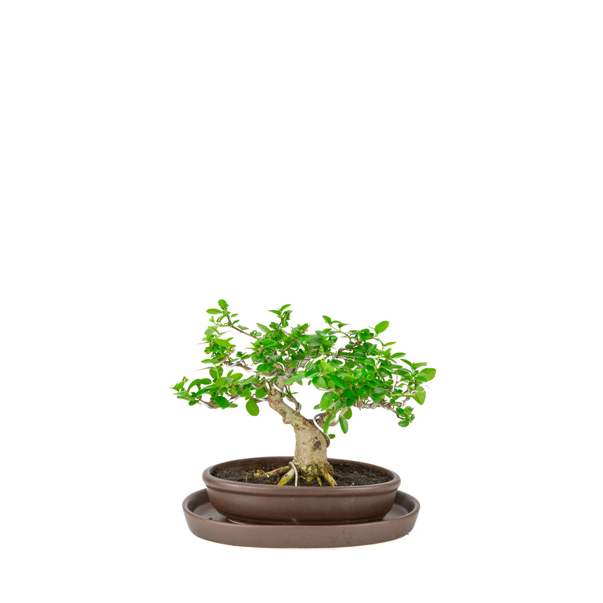 Premna microphylla (musk maple) bruine ovale pot, hoogte ~20cm