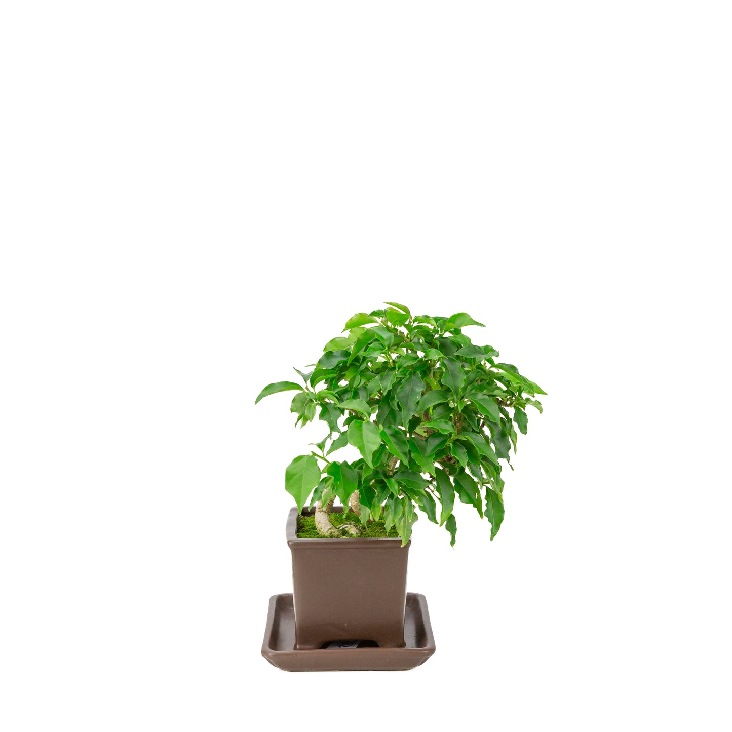 Bougainvillea glabra bruine rechthoekige pot, hoogte ~30cm