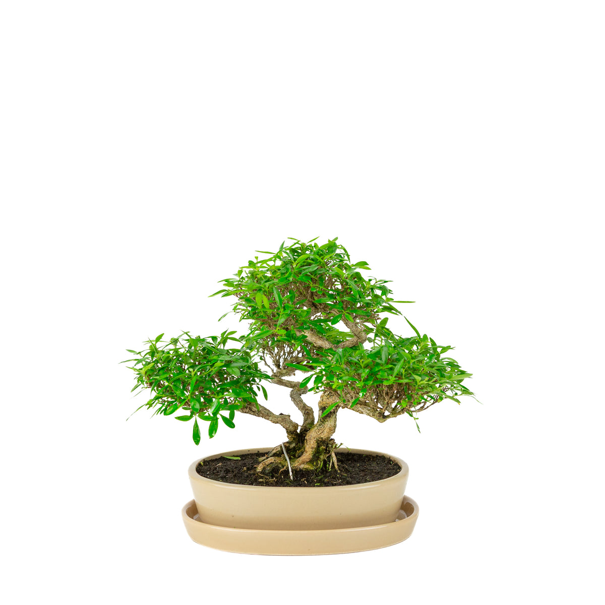 Serissa foetida (Boom van Duizend Sterren) Bonsai in crème ovale pot, hoogte ~28cm