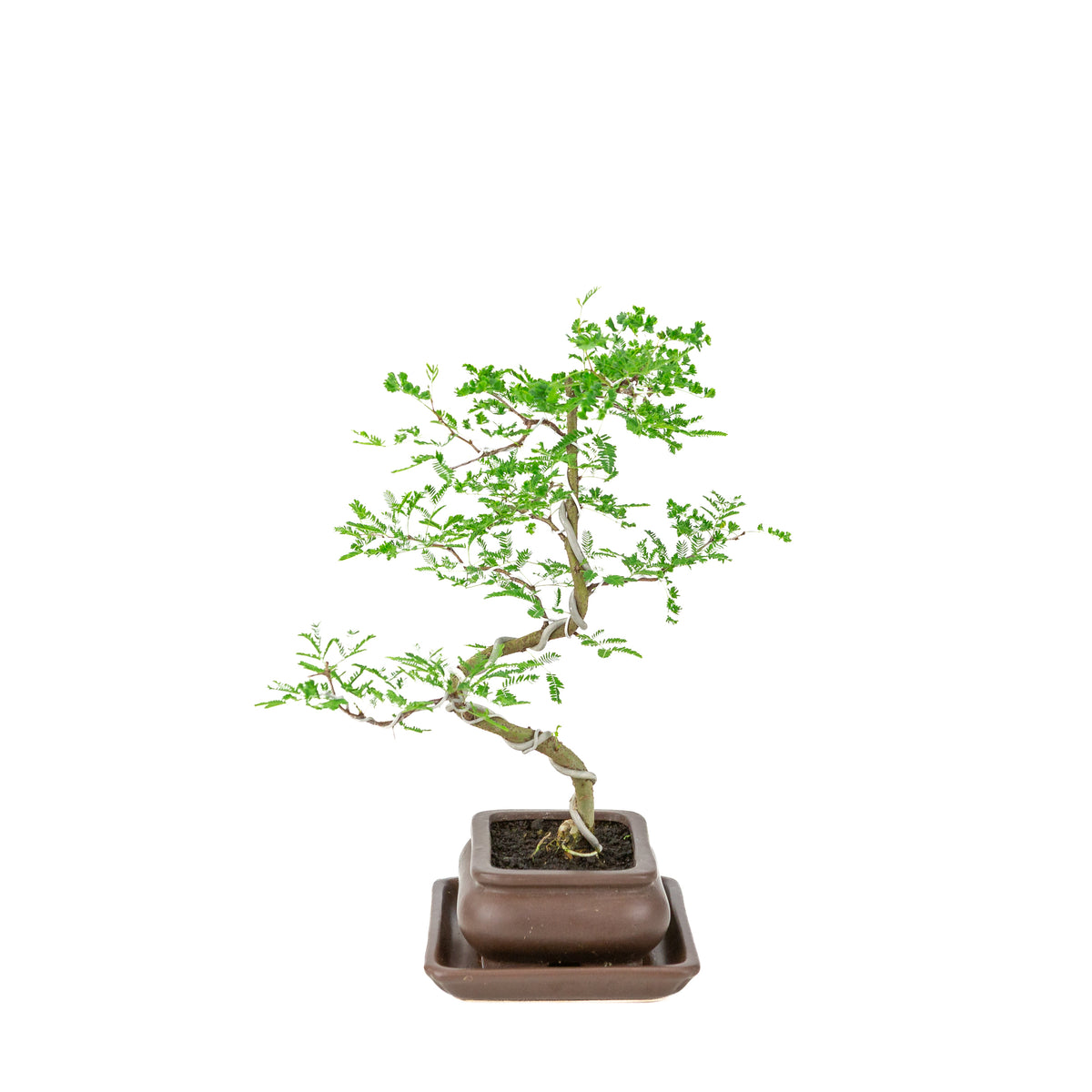 Vachellia nilotica Bonsai (Godendoring) in bruine rechthoekige pot, hoogte ~37cm