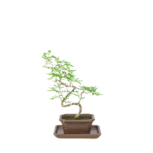 Vachellia nilotica Bonsai (Godendoring) in bruine rechthoekige pot, hoogte ~28cm