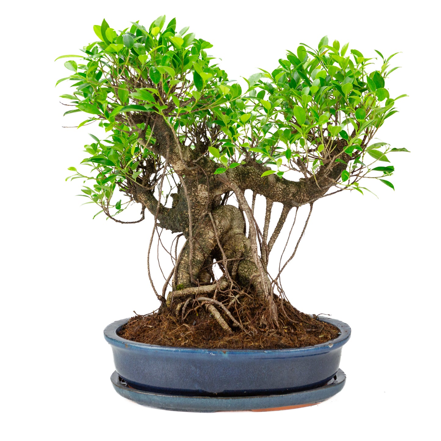 Ficus retusa Bonsai in blauwe ovale pot, hoogte ~52cm