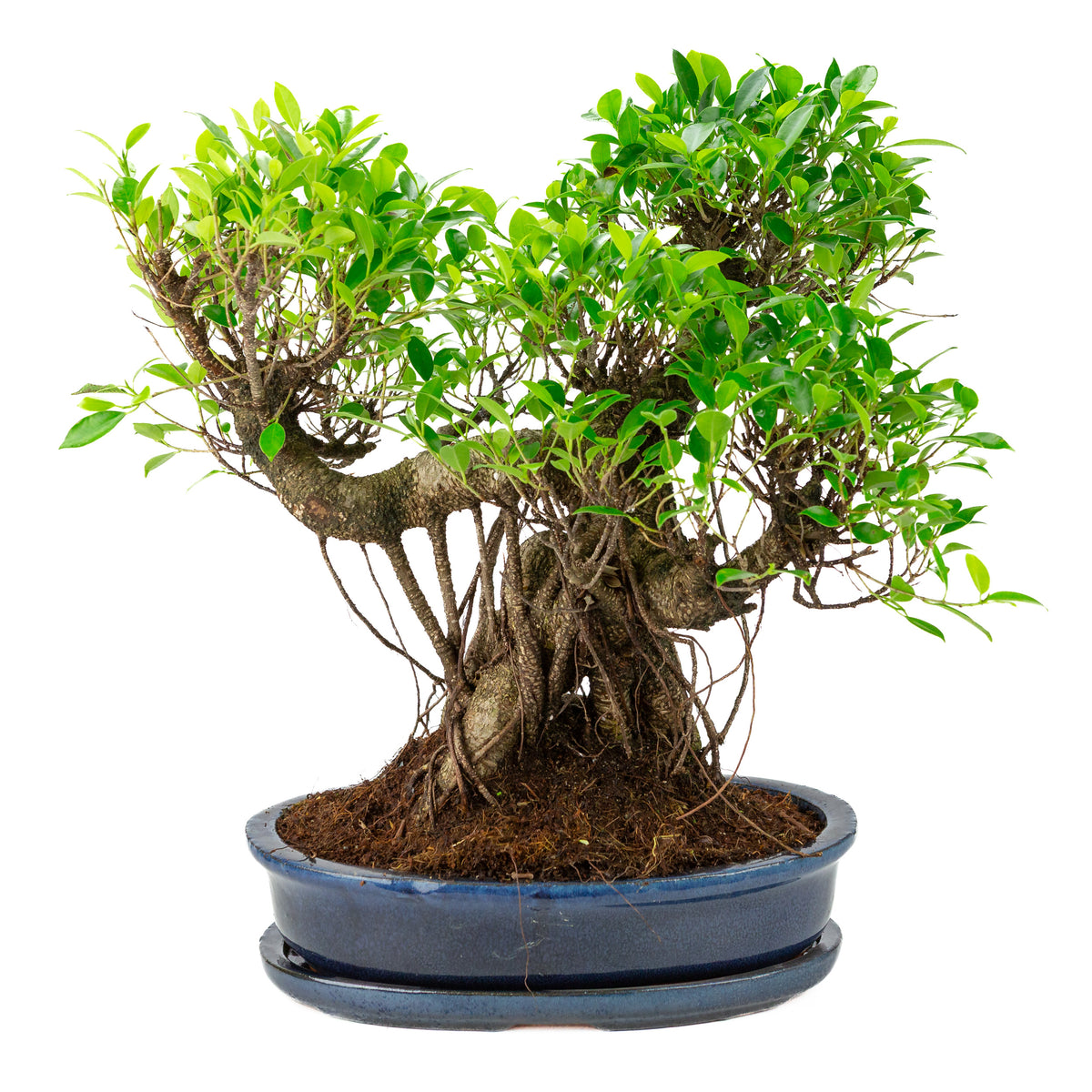 Ficus retusa Bonsai in blauwe ovale pot, hoogte ~52cm