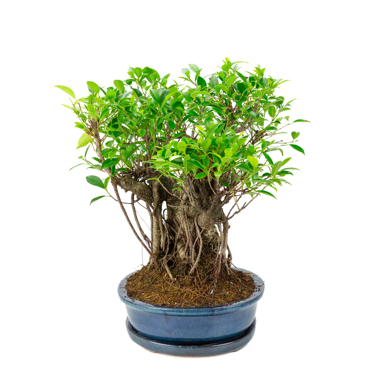 Ficus retusa Bonsai in blauwe ovale pot, hoogte ~47cm