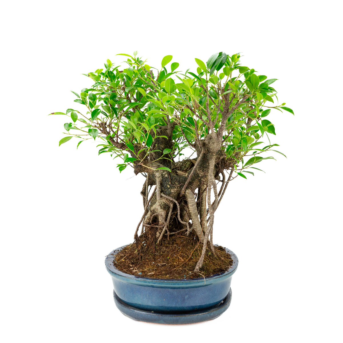 Ficus retusa Bonsai in blauwe ovale pot, hoogte ~47cm
