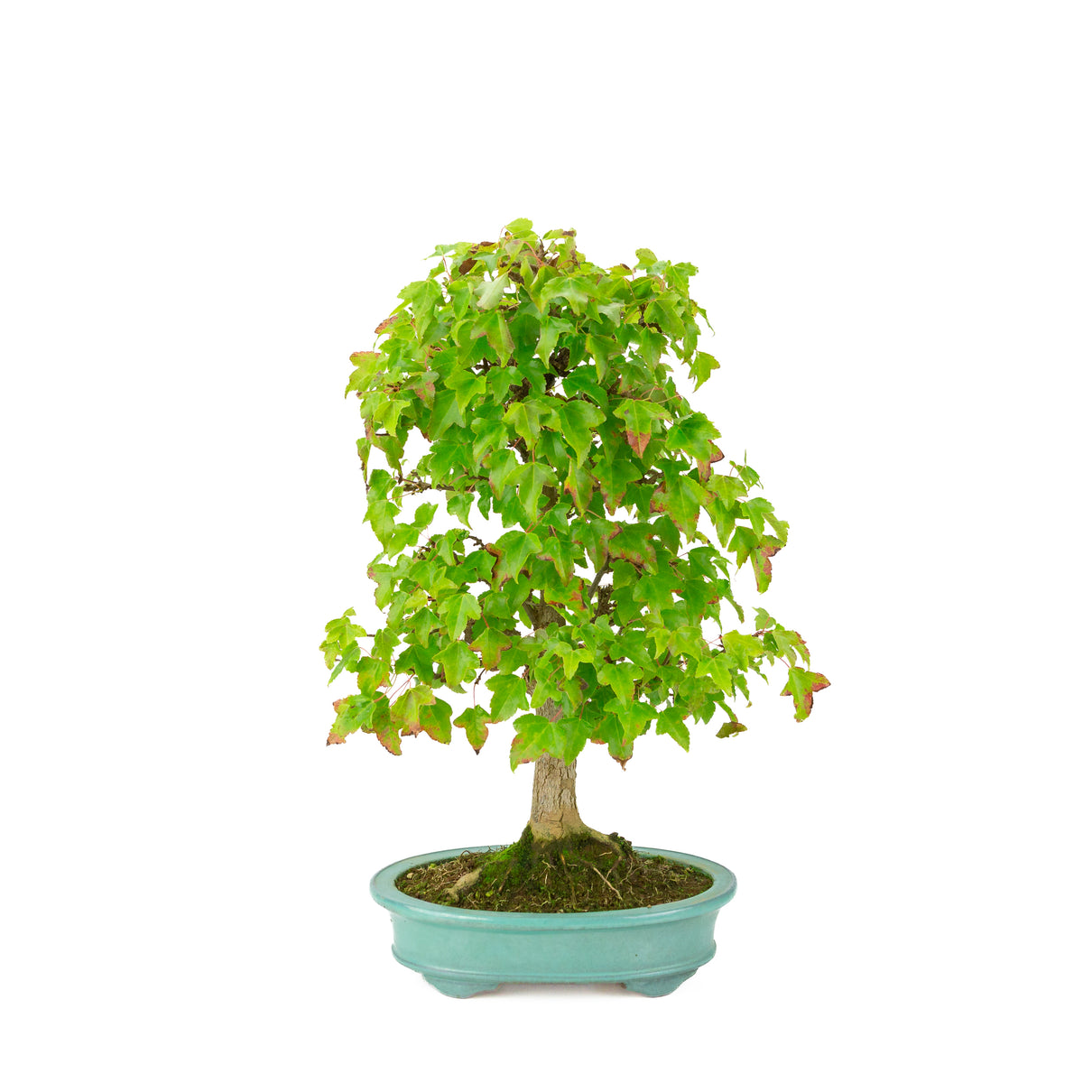 Acer buergerianum (Drietandesdoorn) groene ovale pot, hoogte ~40 cm