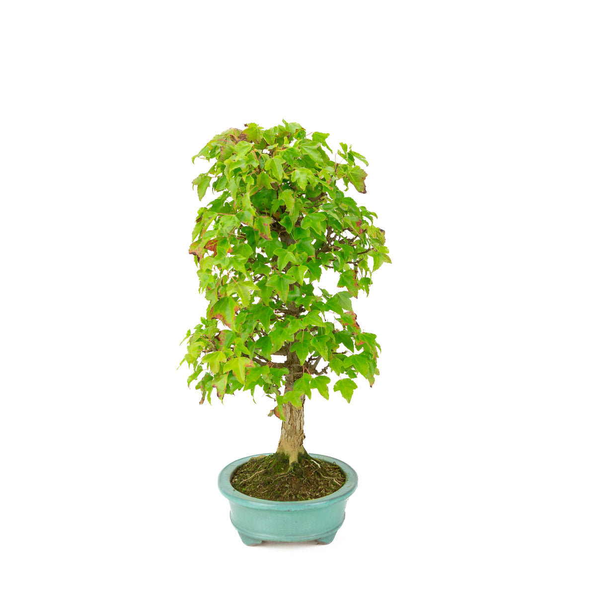 Acer buergerianum (Drietandesdoorn) groene ovale pot, hoogte ~40 cm