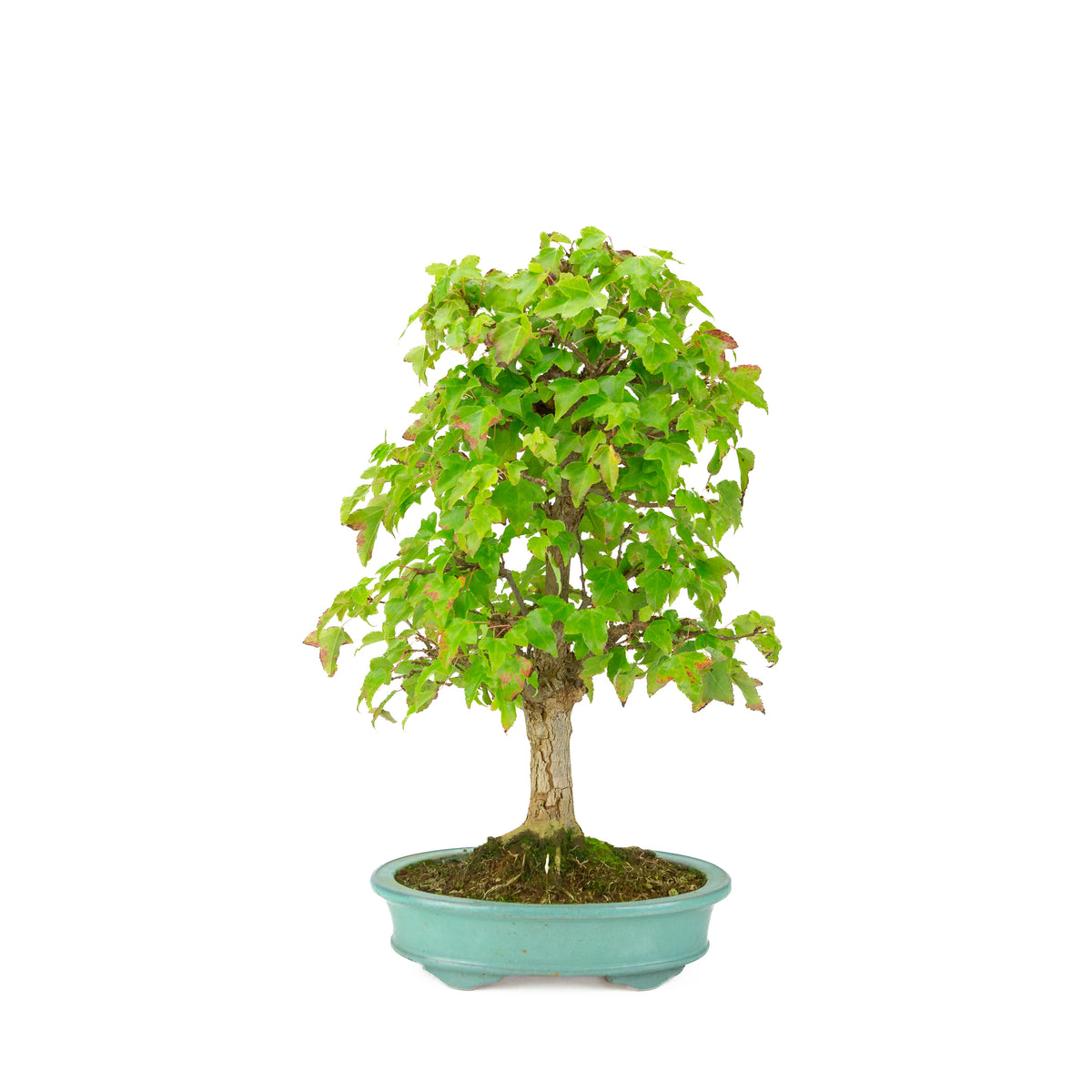 Acer buergerianum (Drietandesdoorn) groene ovale pot, hoogte ~40 cm