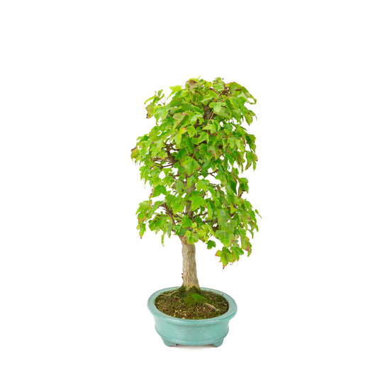 Acer buergerianum (Drietandesdoorn) groene ovale pot, hoogte ~40 cm