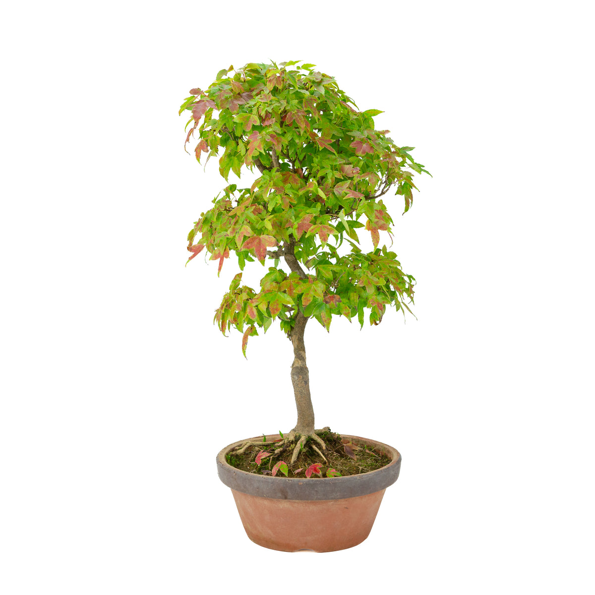 Acer buergerianum (Drietandesdoorn) terracotta pot, hoogte ~46 cm