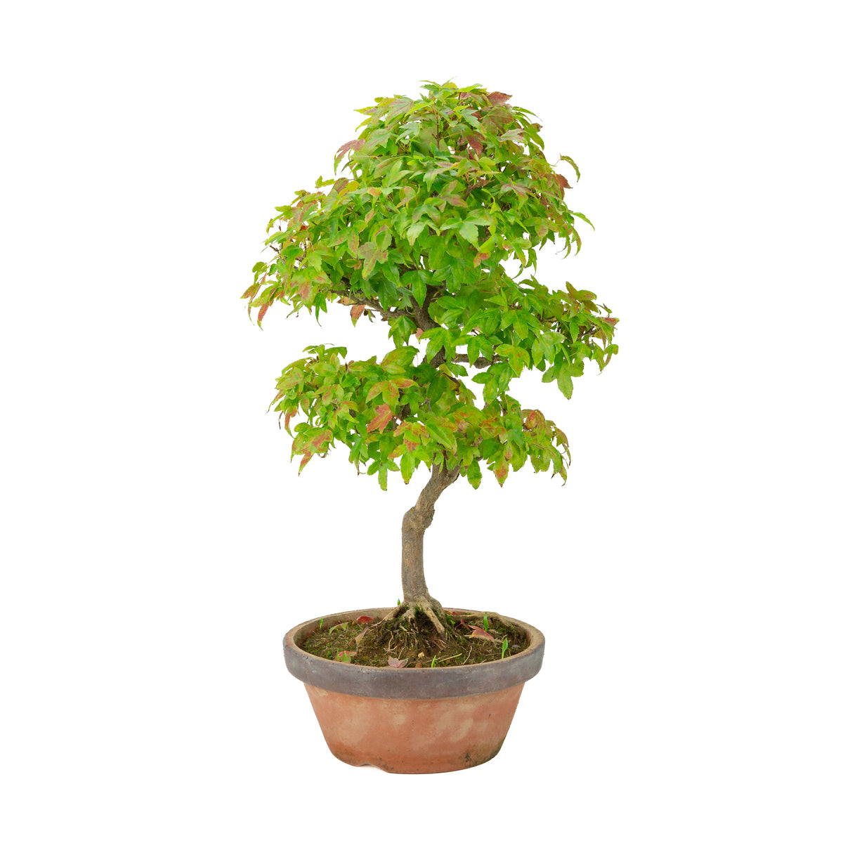 Acer buergerianum (Drietandesdoorn) terracotta pot, hoogte ~46 cm