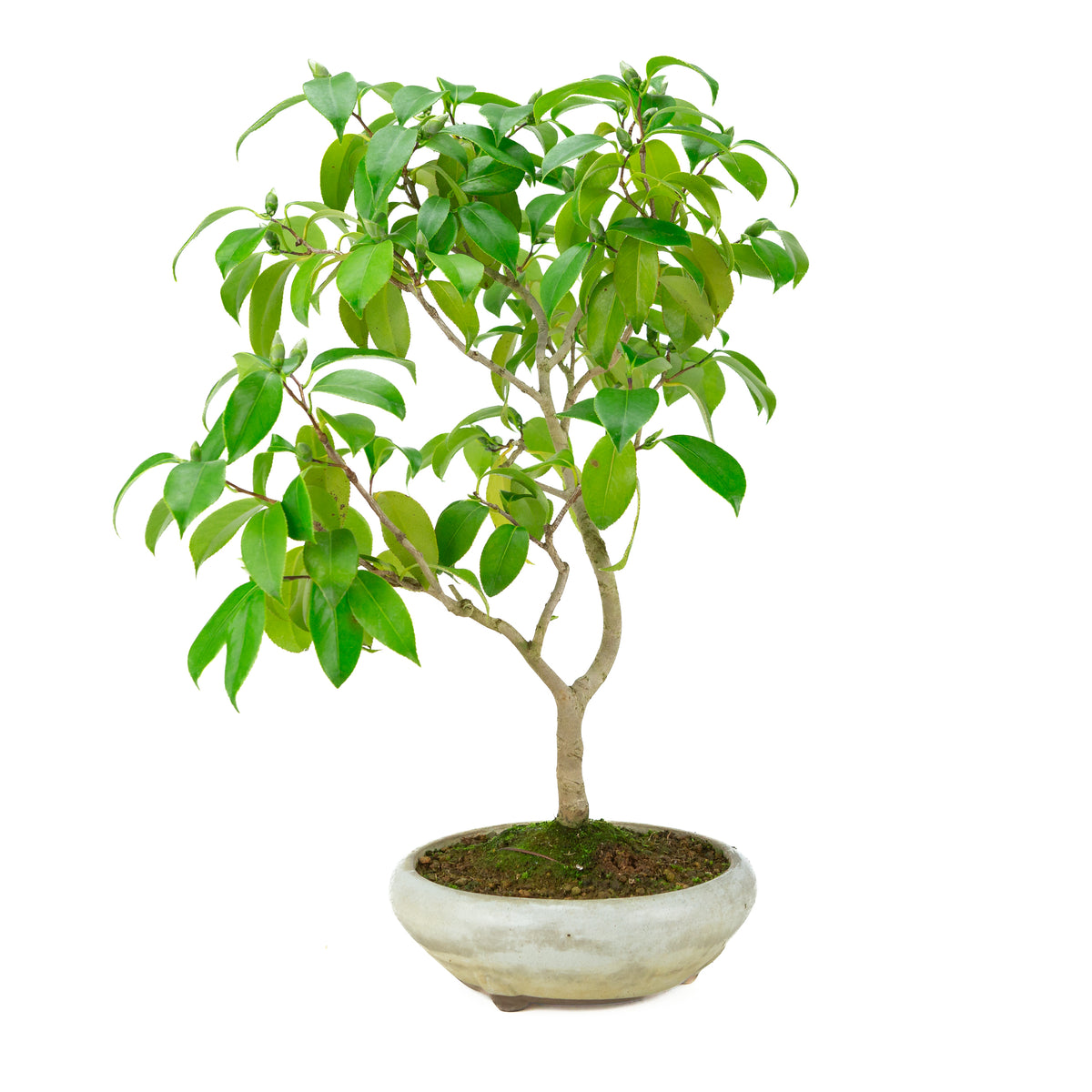 Camellia japonica (Japanse roos) in crème ronde pot, hoogte ~49cm