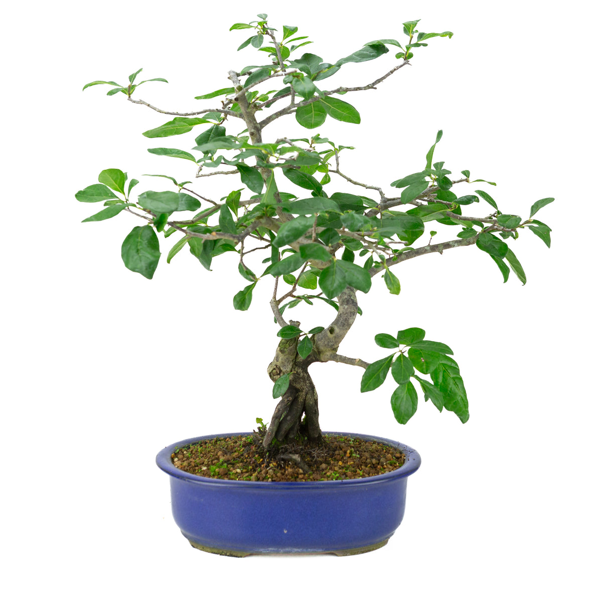 Diospyros kaki (Kakiboom) blauwe ovale pot, hoogte ~51 cm