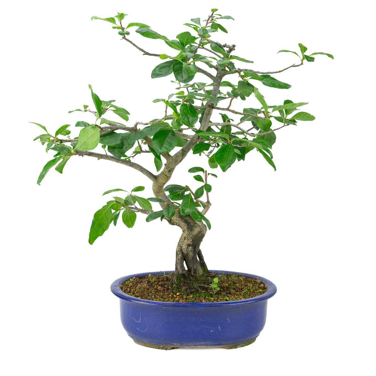 Diospyros kaki (Kakiboom) blauwe ovale pot, hoogte ~51 cm