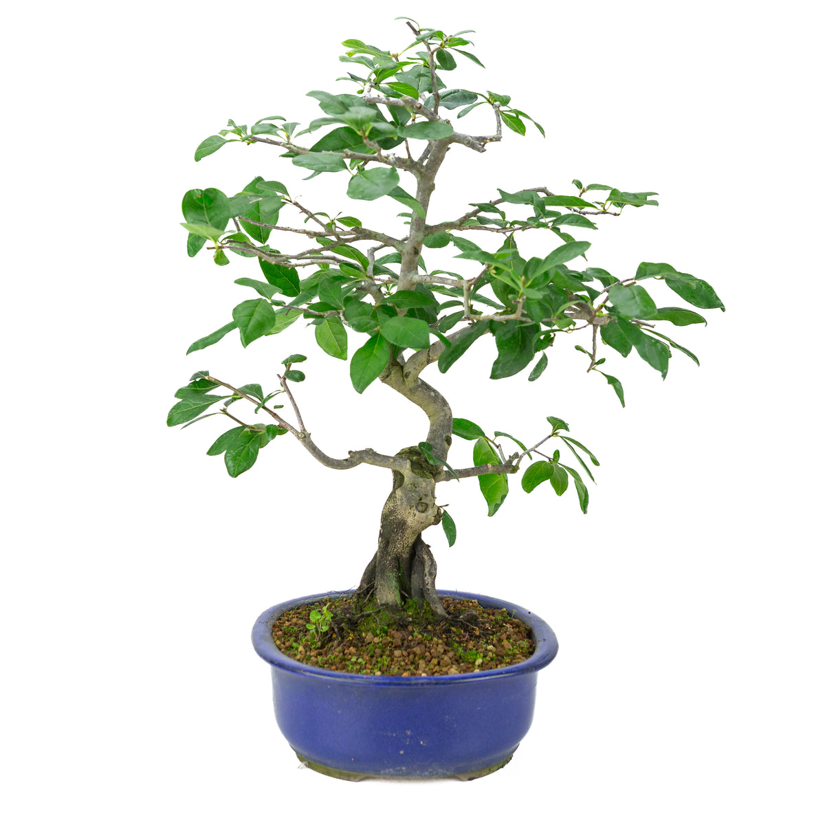Diospyros kaki (Kakiboom) blauwe ovale pot, hoogte ~51 cm