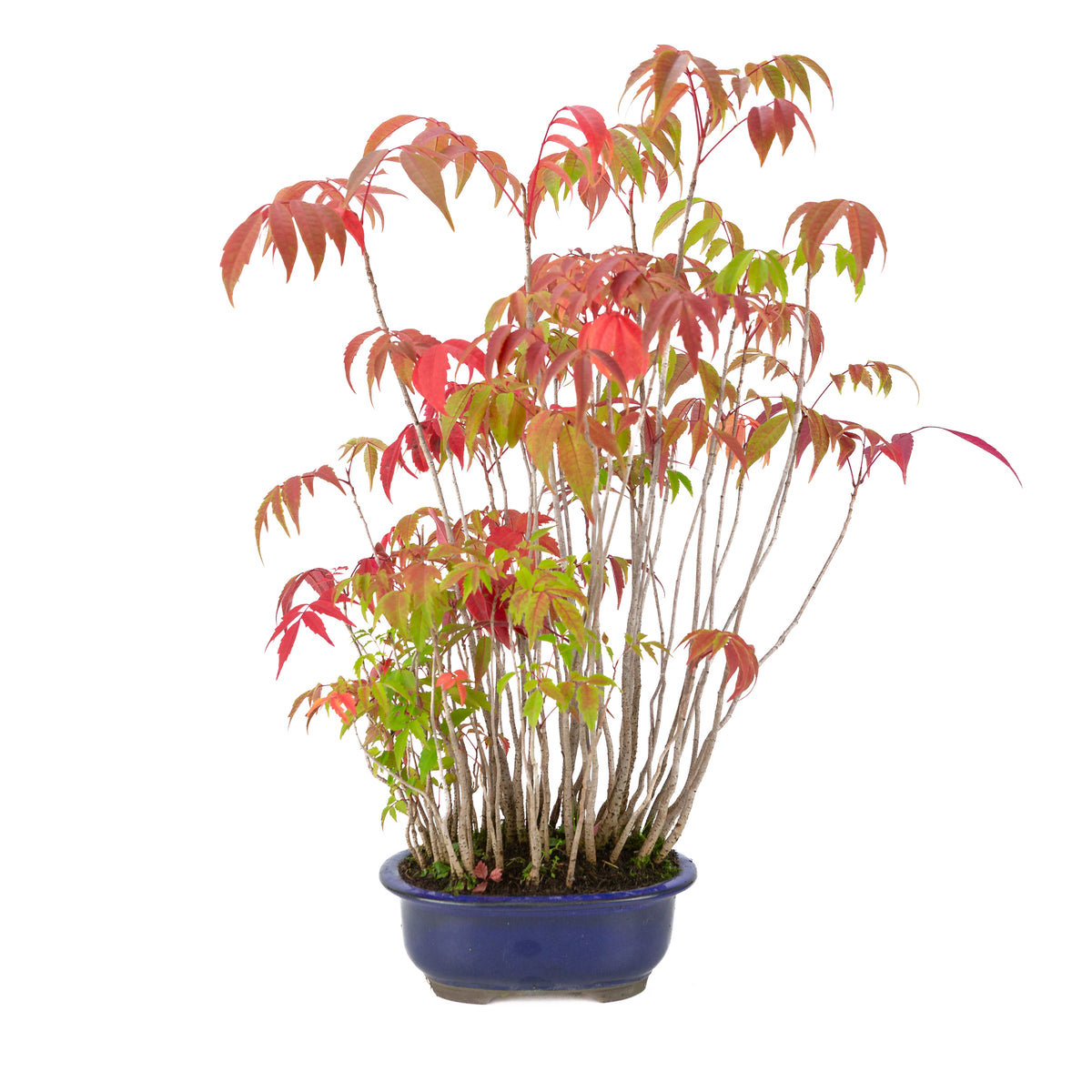 Rhus succedanea (Japanse Hazenokiboom) blauwe ovale pot, hoogte ~47cm