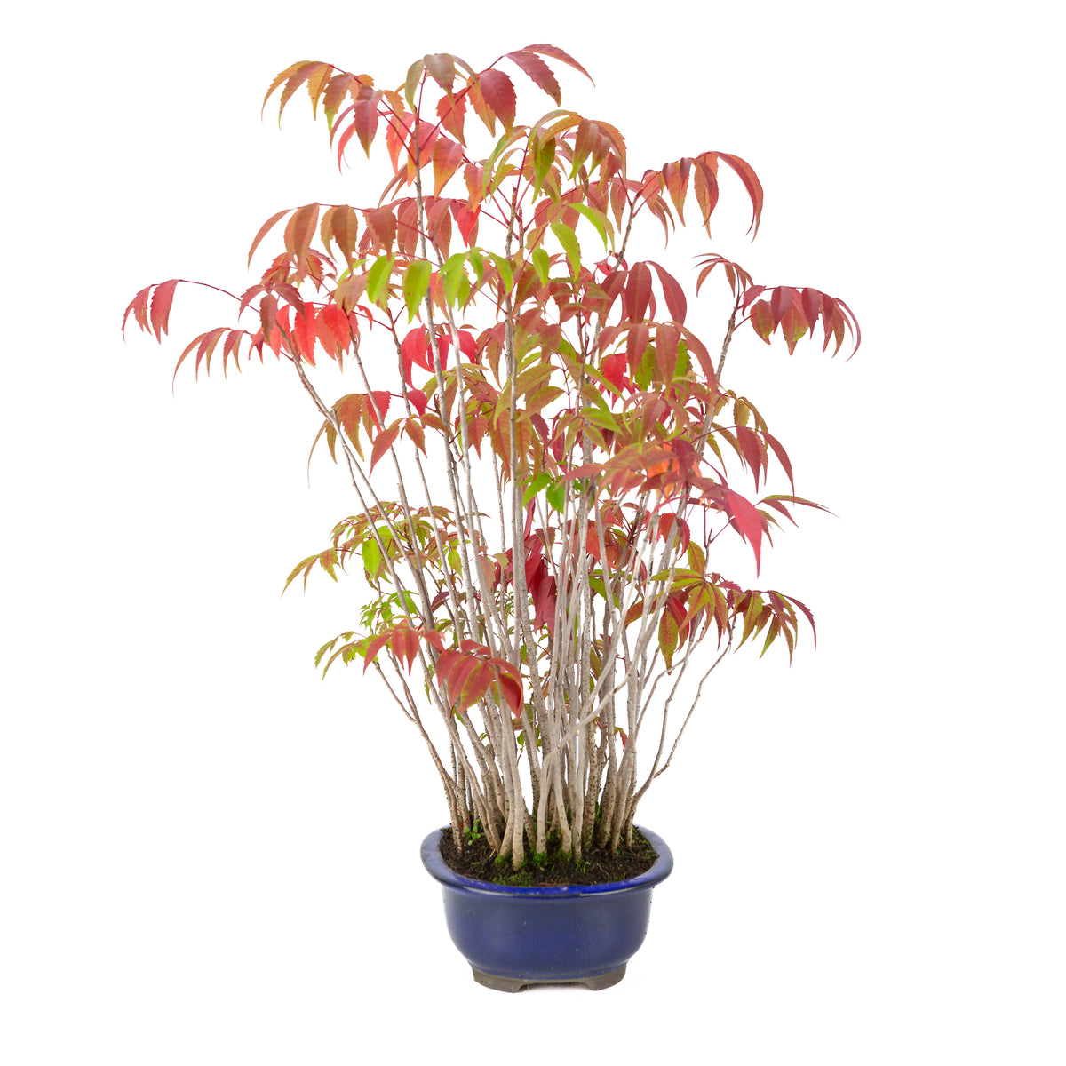 Rhus succedanea (Japanse Hazenokiboom) blauwe ovale pot, hoogte ~47cm