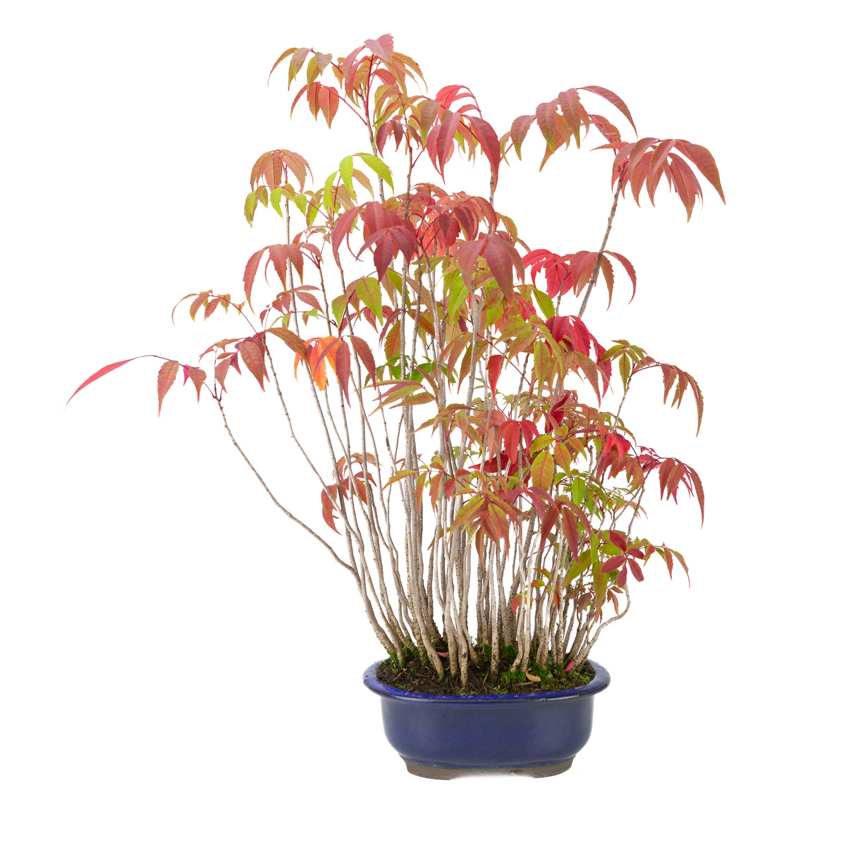 Rhus succedanea (Japanse Hazenokiboom) blauwe ovale pot, hoogte ~47cm