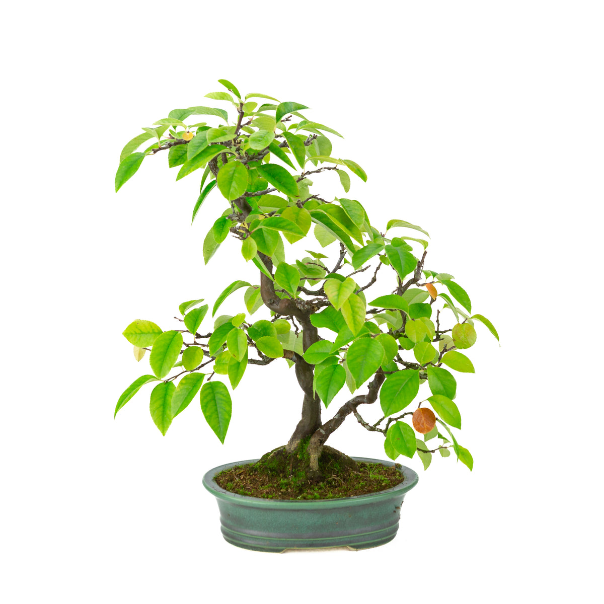 Chaenomeles sinensis (Chinese kwee) groene ovale pot, hoogte ~43 cm