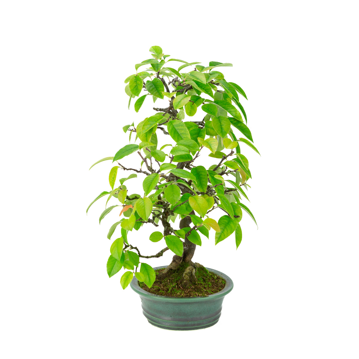 Chaenomeles sinensis (Chinese kwee) groene ovale pot, hoogte ~43 cm