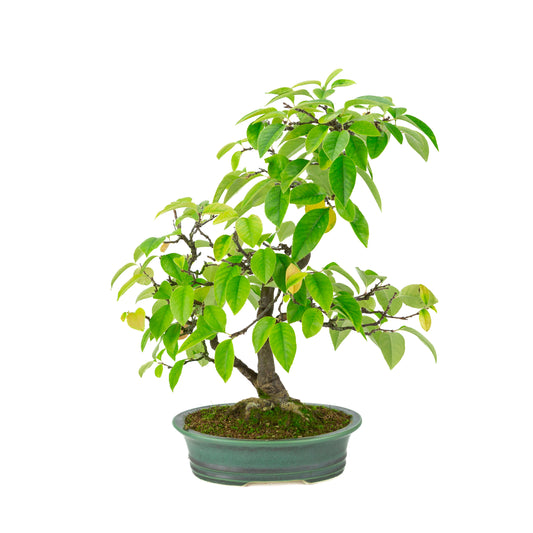 Chaenomeles sinensis (Chinese kwee) groene ovale pot, hoogte ~43 cm