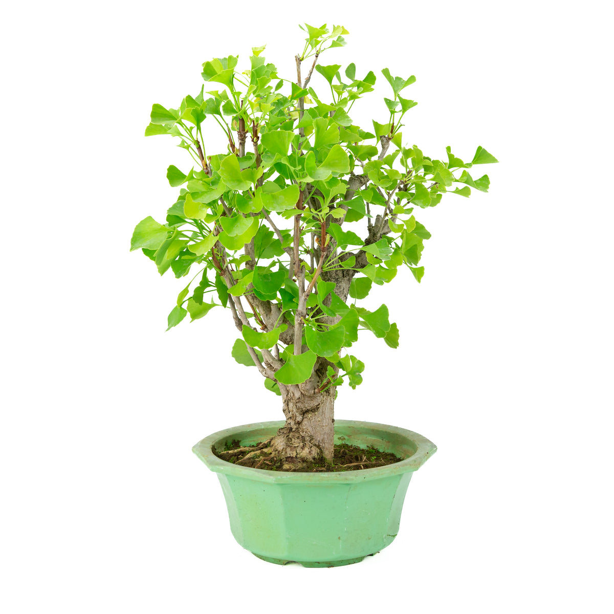Ginkgo biloba (Japanse notenboom) in groene plastic pot, hoogte ~50 cm