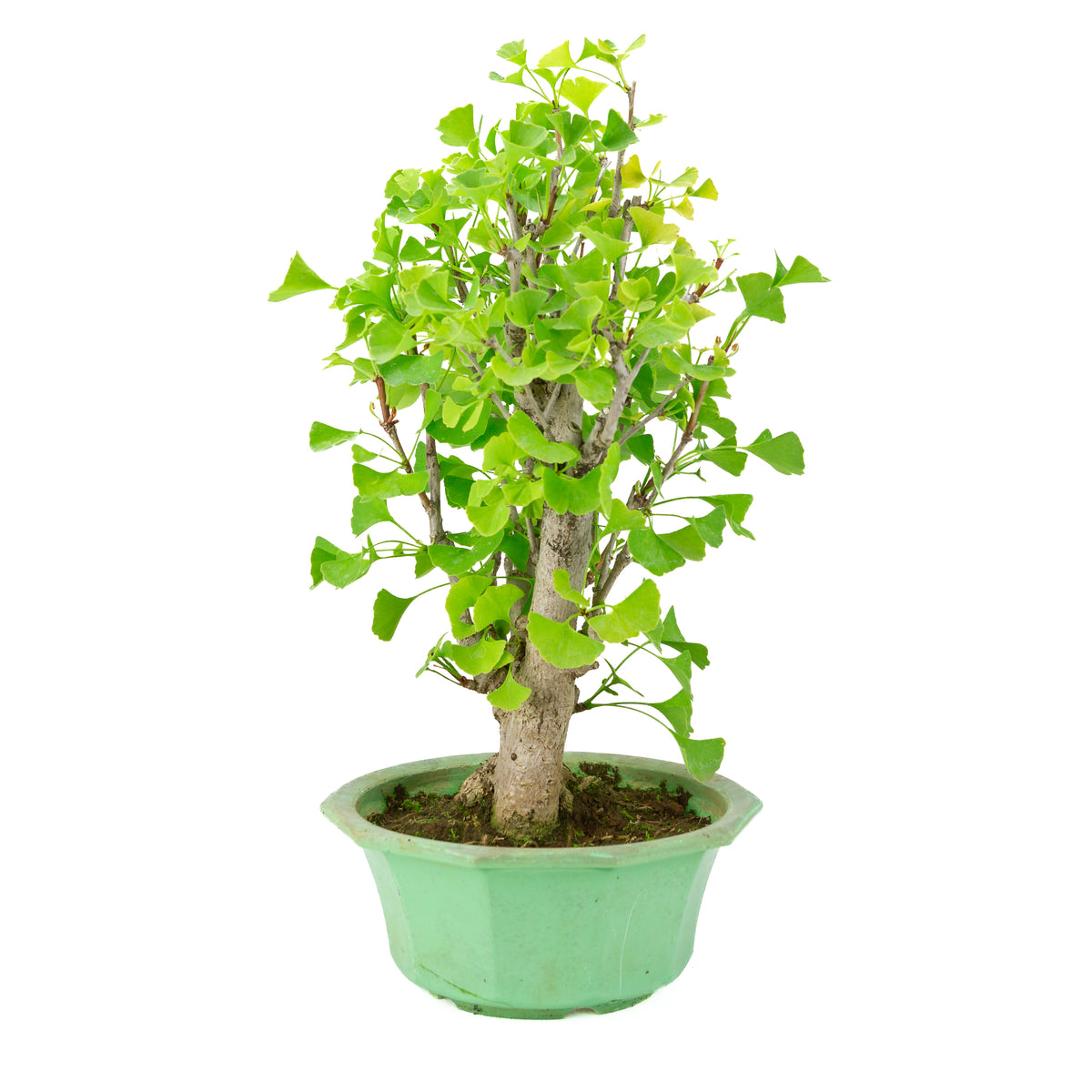 Ginkgo biloba (Japanse notenboom) in groene plastic pot, hoogte ~50 cm
