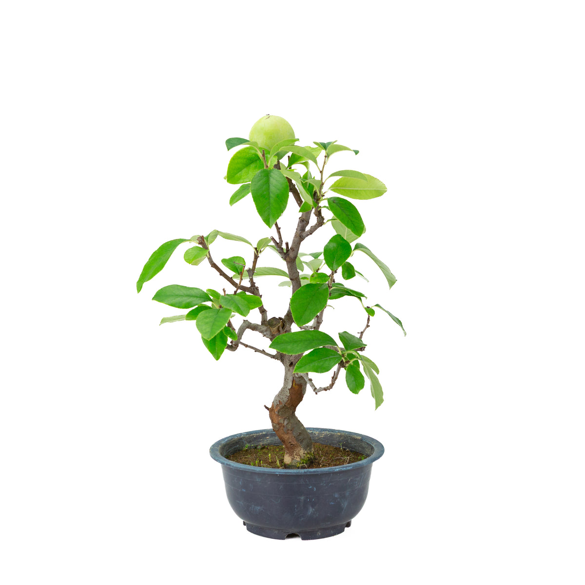 Chaenomeles sinensis (Chinese kwee) blauwe plastic pot, hoogte ~39 cm