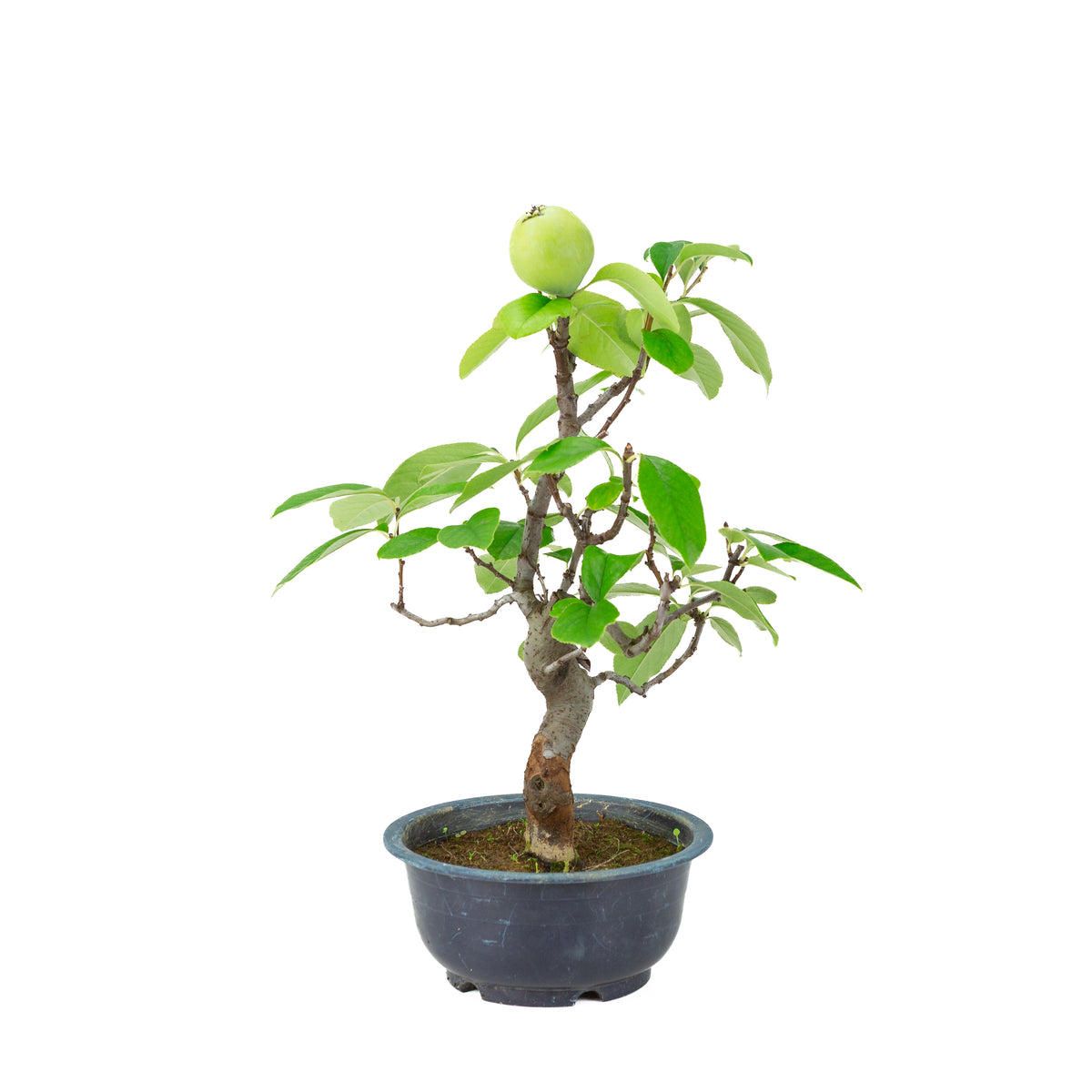 Chaenomeles sinensis (Chinese kwee) blauwe plastic pot, hoogte ~39 cm