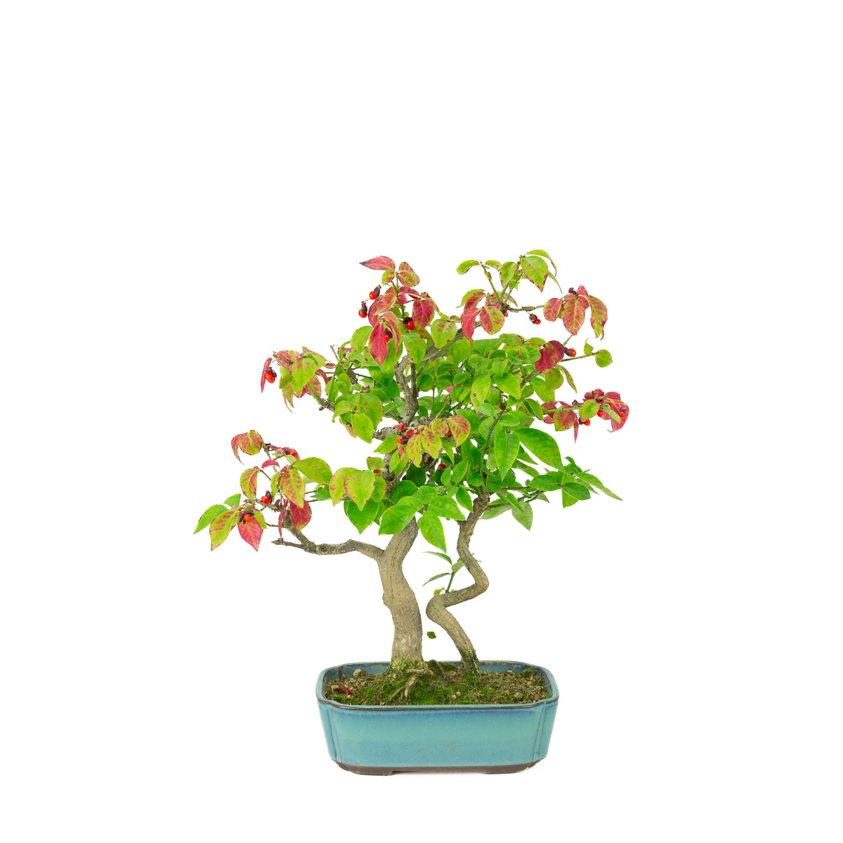 Euonymus alatus (Kardinaalmuts) blauwe rechthoekige pot, hoogte ~34cm