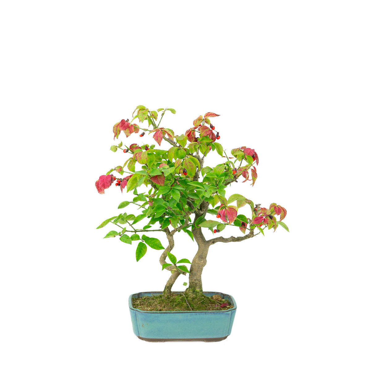 Euonymus alatus (Kardinaalmuts) blauwe rechthoekige pot, hoogte ~34cm