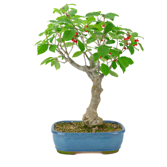 Ilex serrata blauwe rechthoekige pot, hoogte ~50cm