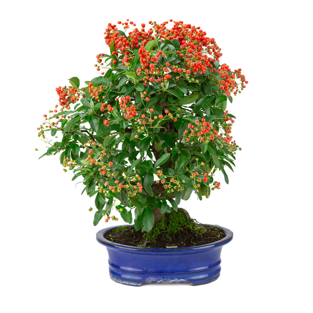 Pyracantha angustifolia (Vuurdoorn) blauwe ovale pot, hoogte ~48cm