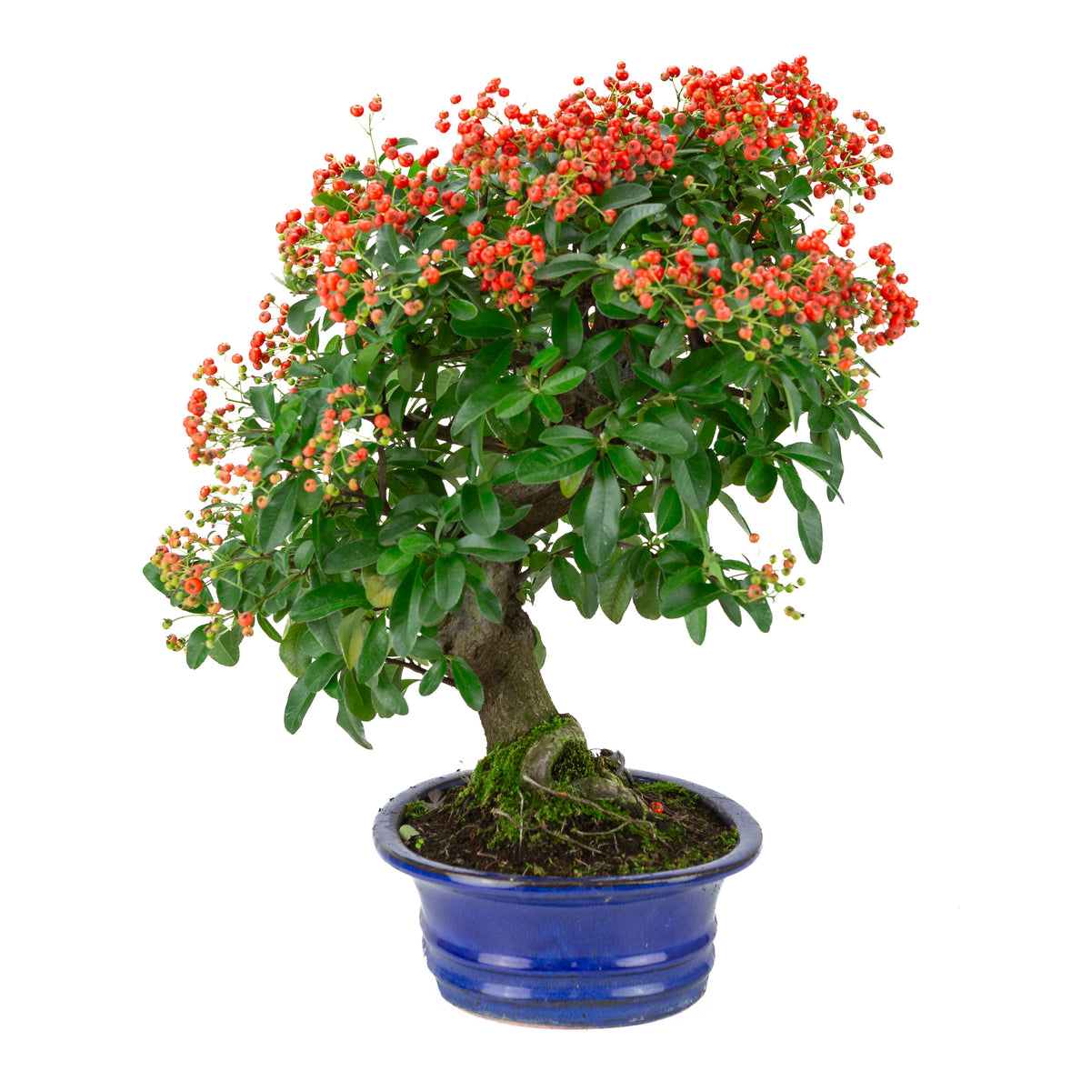 Pyracantha angustifolia (Vuurdoorn) blauwe ovale pot, hoogte ~48cm