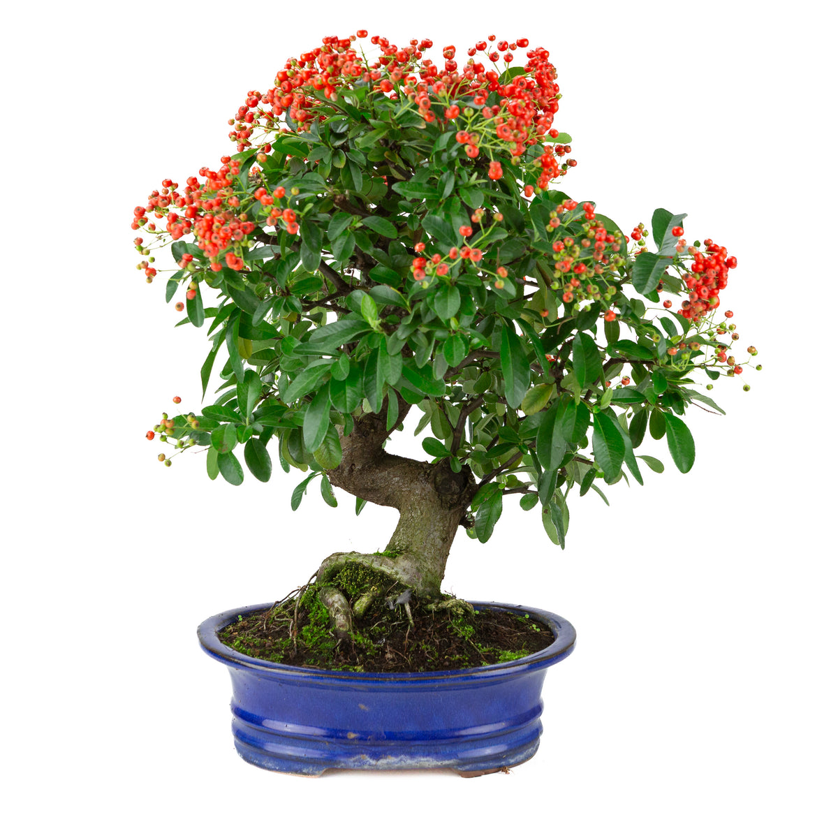 Pyracantha angustifolia (Vuurdoorn) blauwe ovale pot, hoogte ~48cm