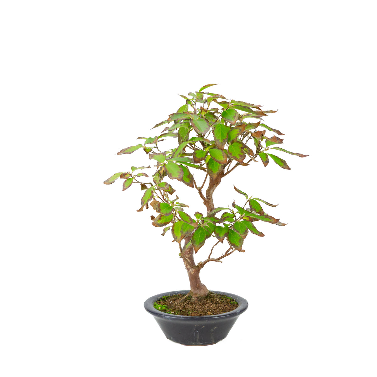 Stewartia monodelpha (Boomcamelia) donkerblauwe ronde pot, hoogte ~37cm