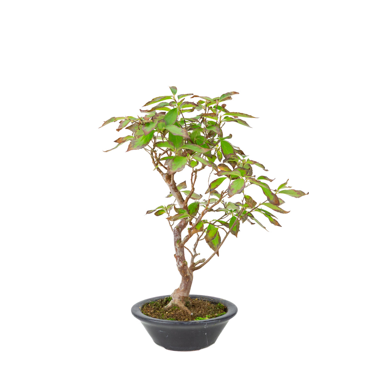 Stewartia monodelpha (Boomcamelia) donkerblauwe ronde pot, hoogte ~37cm