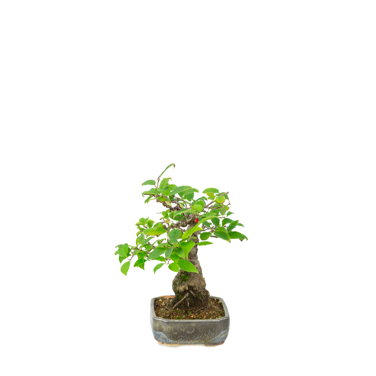 Ilex serrata in geschilderde pot, hoogte ~25cm