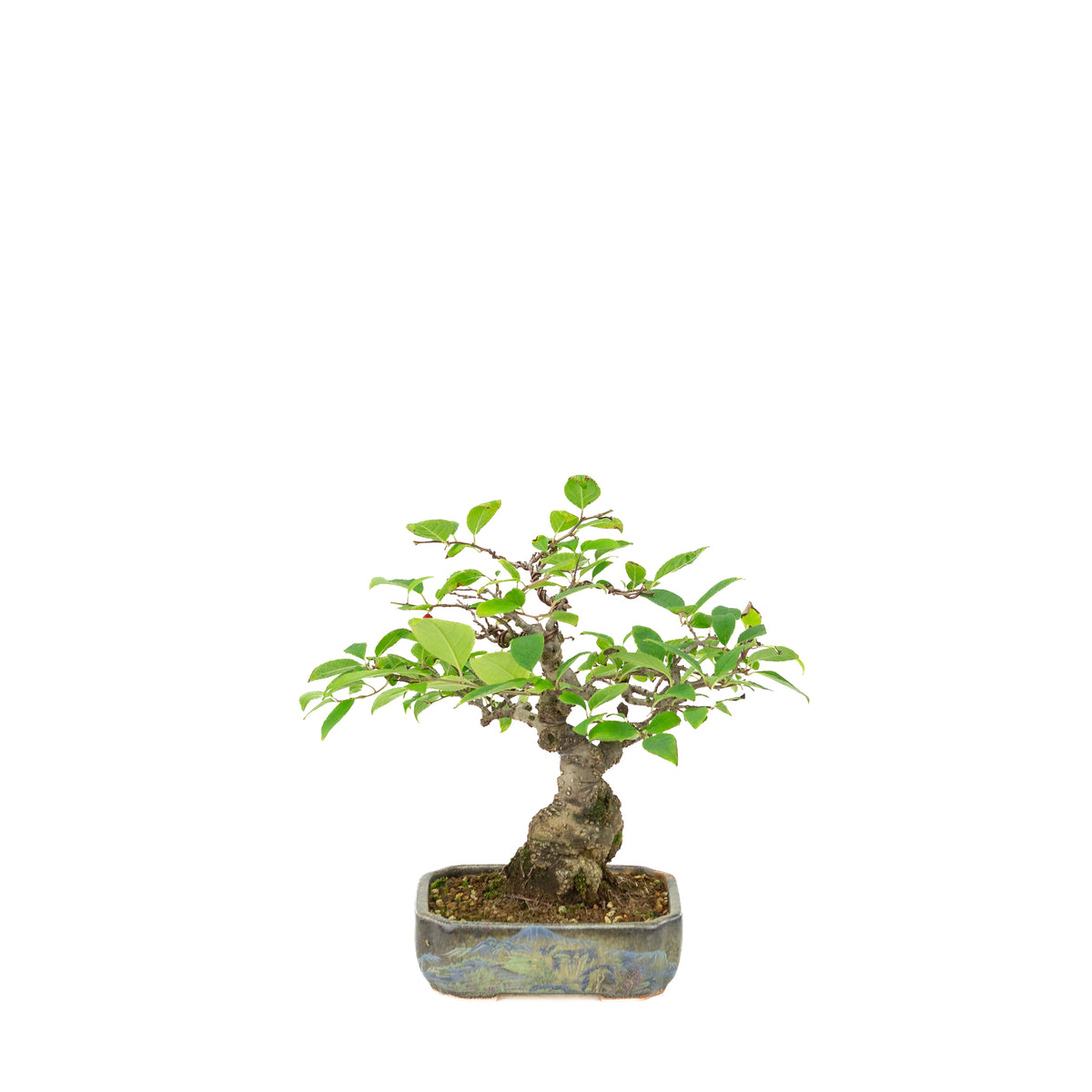 Ilex serrata in geschilderde pot, hoogte ~25cm